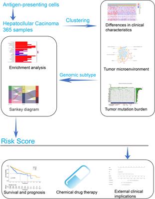 Identification and Validation of Genomic Subtypes and a Prognostic Model Based on Antigen-Presenting Cells and Tumor Microenvironment Infiltration Characteristics in Hepatocellular Carcinoma